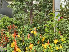 -金科花卉市场