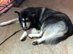 -more than meow吴止猫主题餐厅(承德 中船汇店)