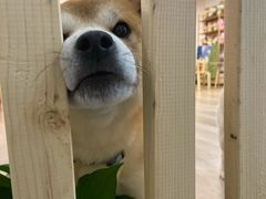 -柴迷FANS CLUB·柴犬狗咖·猫咖