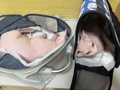 -中农大我爱我爱动物医院·核磁CT·猫病·24小时夜诊中心(石佛营店)