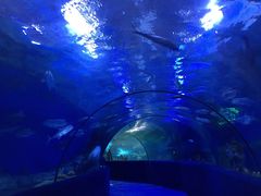 -梦幻海洋王国(吾悦广场张家港店)
