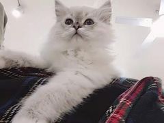 -喵zoo家庭繁育猫舍(尖东智能花园店)