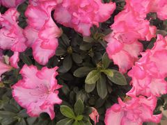 -双季花艺园艺市场(浦东店)