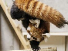 -红跑车(大学城店)