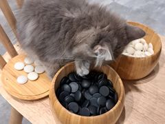 -楼上猫咖(罗湖店)
