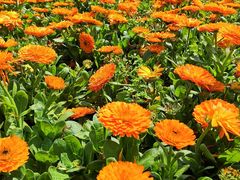 -桤木河湿地公园