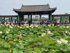 -莲花池公园