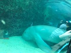 -悉尼海洋生物水族馆
