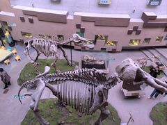 -陕西自然博物馆