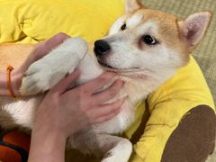 -逗柴咖啡屋·狗咖猫咖宠物桌游