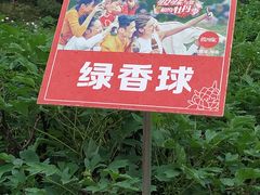 -神州牡丹园