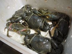 18不同尺寸价格不同-桥底辣蟹(谢斐道店)