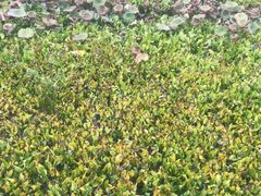 -三圣花乡旅游区