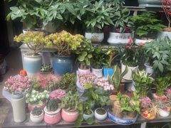 -青石桥花鸟鱼虫市场(叠翠城店)