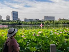 -莲花池公园