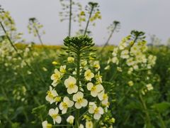 -中国天府农业博览园