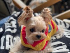 -小龍鳳餐室(番禺路店)