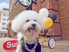 -超宠爱宠物摄影-Super pet