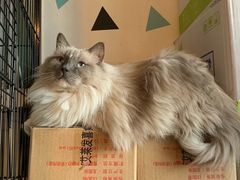 -Cappucimeow猫咪咖啡馆(韦伯时代店)