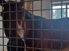 -北京群众马术培训基地