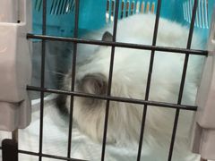 -宠爱国际动物医院·消化内科·心肾内科·ISFM猫友好(望京店)