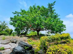 -漳州滨海火山岛自然生态风景区