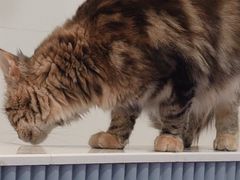 -1013 PET SHOP 宠物商店(近铁城市广场店)