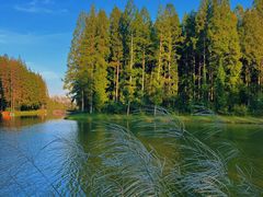 -黄海国家森林公园