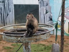-西霞口神雕山野生动物世界