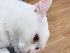 -COLOR PETS 撸猫馆·购猫·猫咖(长风大悦城店)