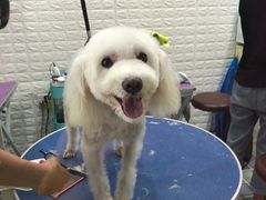 -奶牛家宠物酒店(嘉宏云顶店)
