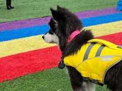 -帕帕拉兹宠物(亚洲旗舰店)