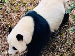 -广州动物园