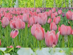 -长春公园(普阳街道)