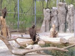 -沈阳鸟岛