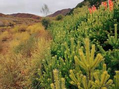 -塞罕坝国家级自然保护区