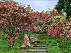 -广州市帽峰山景区