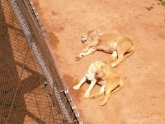 -西霞口神雕山野生动物世界