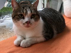 -纳吉亚猫专科动物医院·北北分院