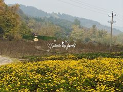 -千年银杏谷文化旅游区