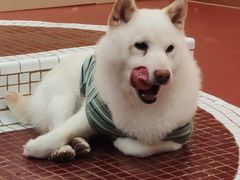 -和它·交个朋友·狗咖猫咖(爱琴海店)