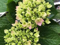 -羊坝头新鲜牛羊肉(中山中路店)