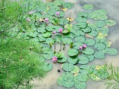 -云溪植物园