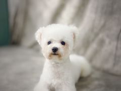 -BABIT巴比特宠物(MOMOPARK店)