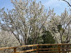 -阳台山自然风景区