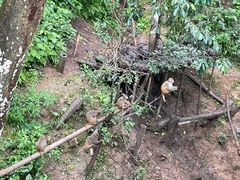 -野象谷景区