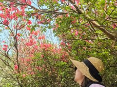 -木兰云雾山