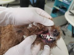 -北京观赏动物医院·24小时大型综合·猫专科·异宠专科