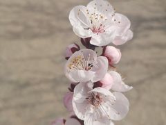 -大连北马山庄