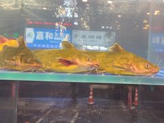 -周记老沈阳焦火鸡架